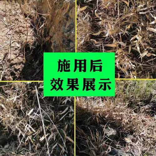 环嗪哃酮铜除大竹子专用药烂根剂强力杀大竹除竹灭死竹子药剂正品 - 图1