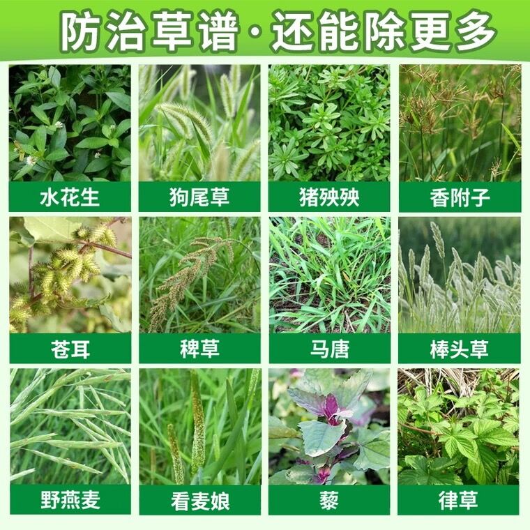 草甘膦强力灭杂除草烂根剂一扫光专用正品磷铵盐批农药发除草神器 - 图2