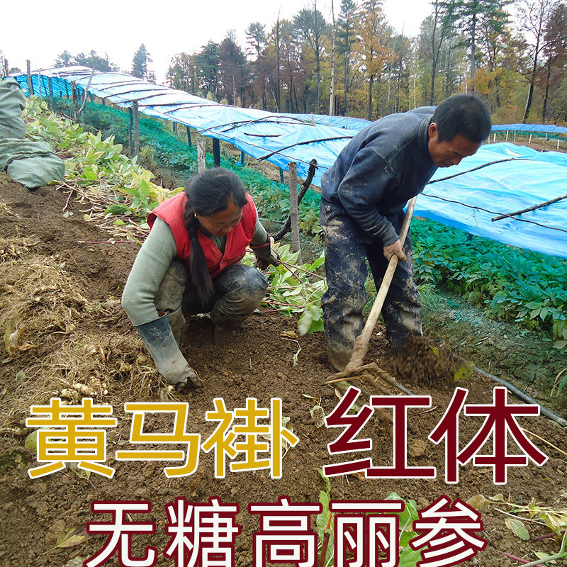 250g红参白参片茶老干参原皮高丽参 吉猫高丽参及其制品