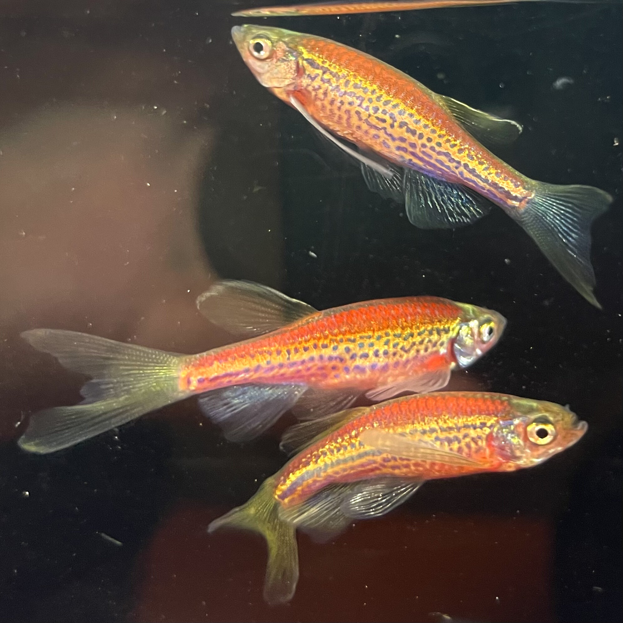 荧光红暗夜红豹纹蝶翼斑马鱼长鳍翡翠绿龙凤冷水小型淡水好养易活,淘宝优惠券,粉丝福利购,淘宝优惠卷