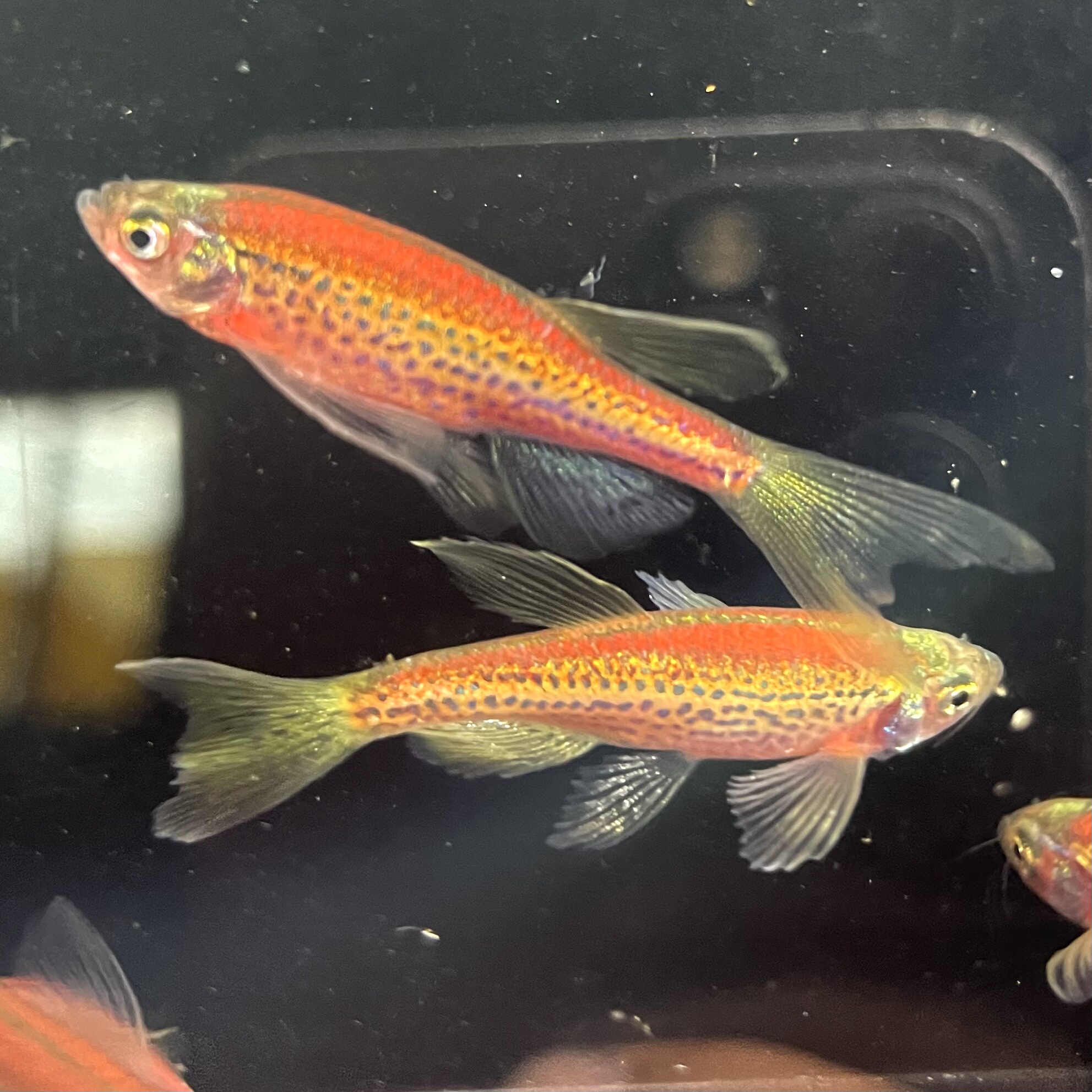 荧光红暗夜红豹纹蝶翼斑马鱼长鳍翡翠绿龙凤冷水小型淡水好养易活,淘宝优惠券,粉丝福利购,淘宝优惠卷