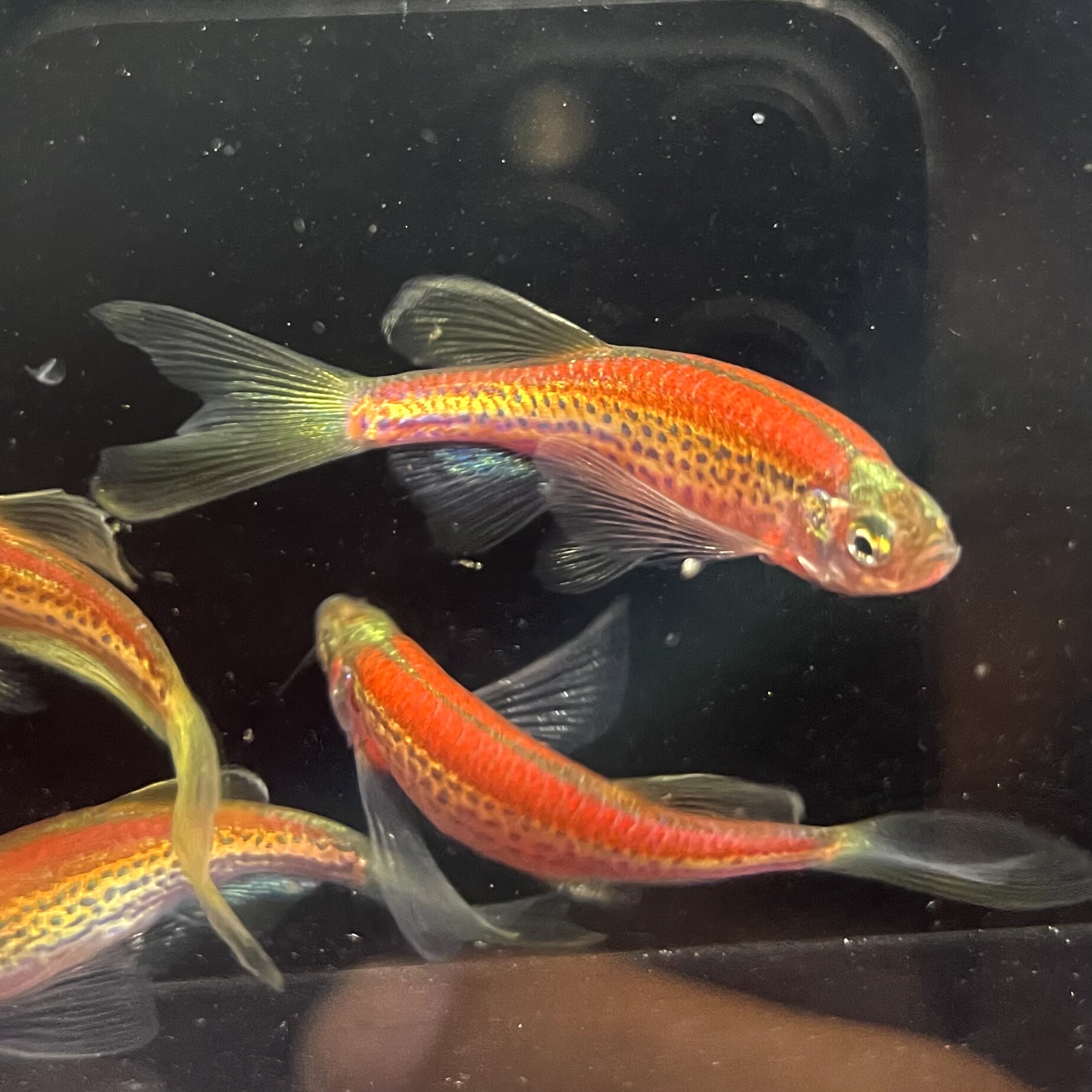 荧光红暗夜红豹纹蝶翼斑马鱼长鳍翡翠绿龙凤冷水小型淡水好养易活,淘宝优惠券,粉丝福利购,淘宝优惠卷