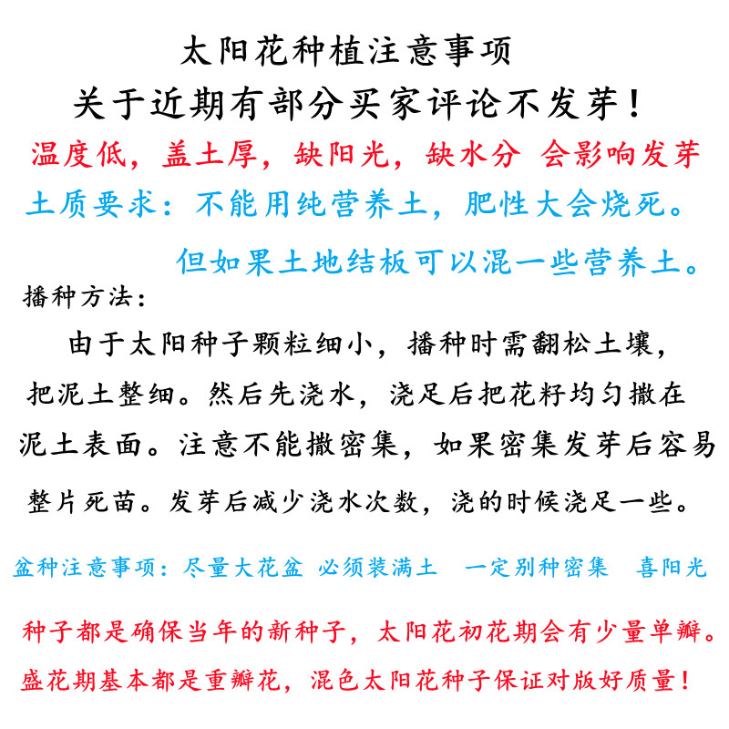 重瓣太阳花种子花种籽子四季播种开花混色阳台花籽易种活盆栽种孑 - 图3