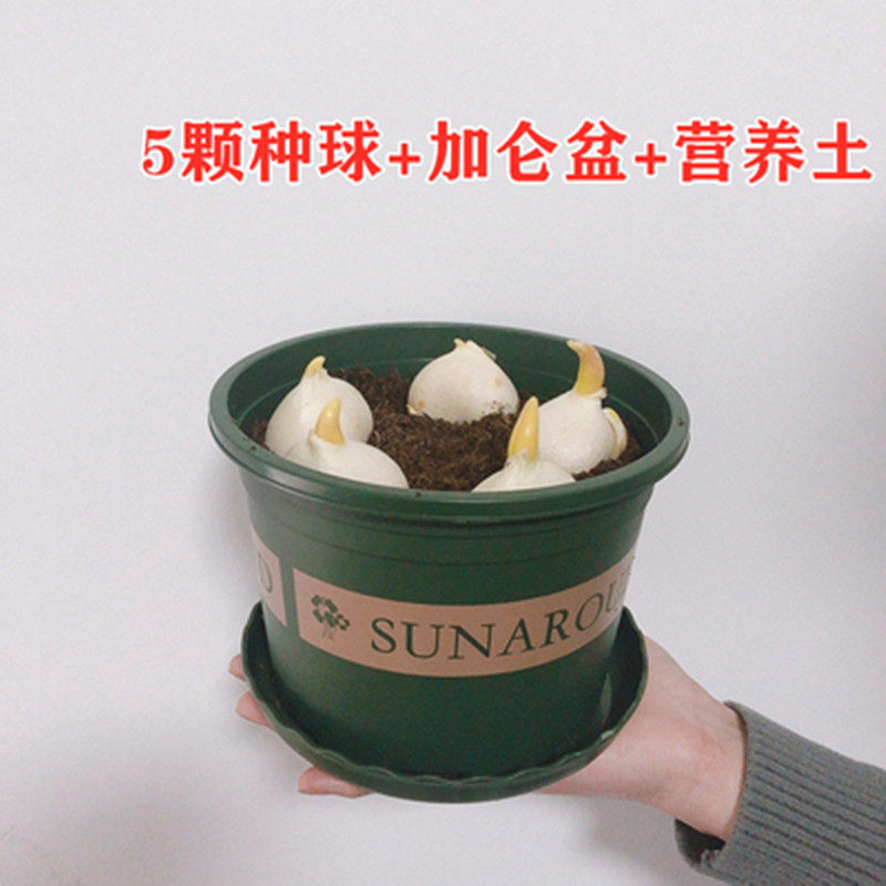 荷兰郁金香大种球室内外阳台盆栽好养花苗水养绿化花海植物花种子,淘宝优惠券,粉丝福利购,淘宝优惠卷