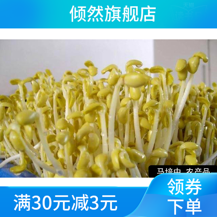 新款5斤新小黄豆发豆芽发芽豆子 倾然黄豆