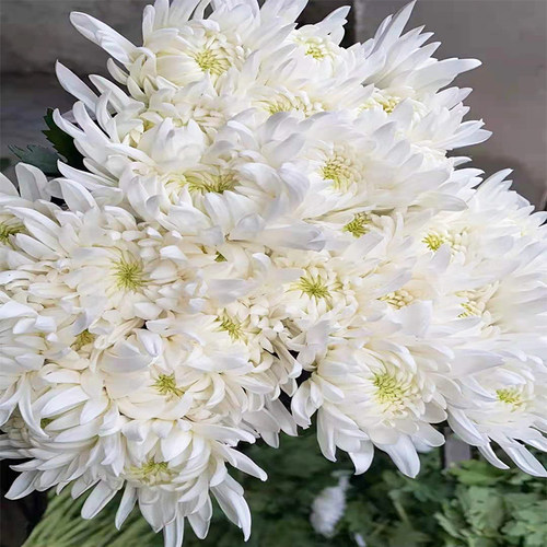 广州黄白菊鲜花小雏菊洋甘菊向日葵花束水养供佛云南直发同城速递