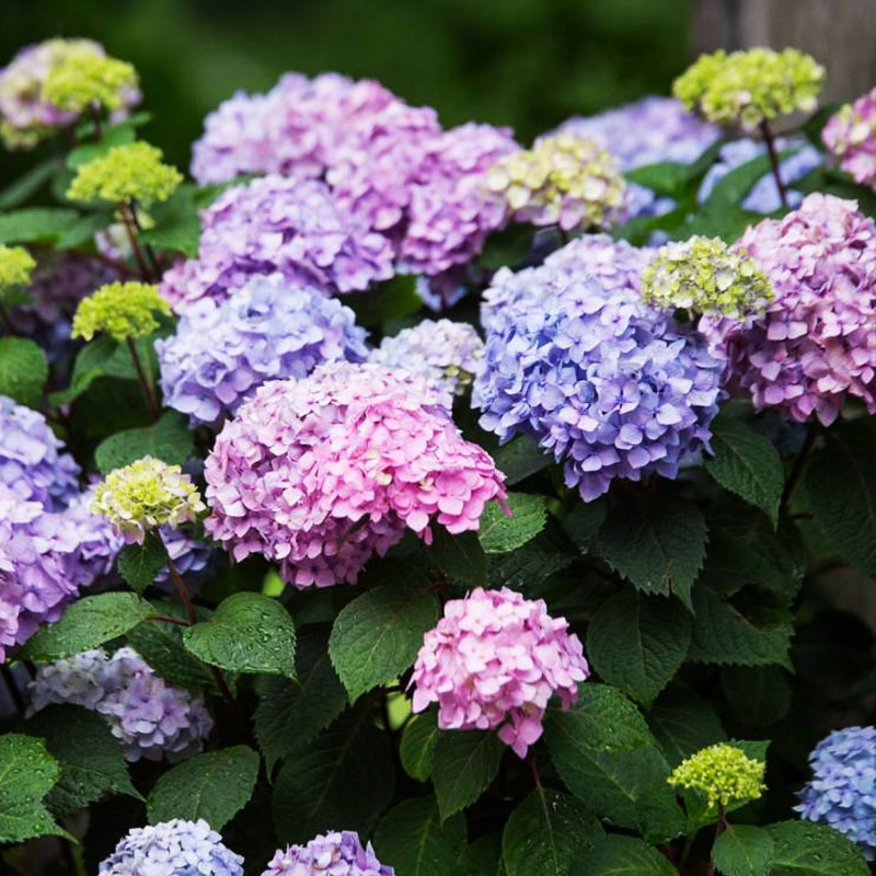 无尽夏盆栽老桩阳台庭院花园绣球花 花色颜色 丰富多彩 闲趣小新旗舰店 淘优券