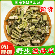 Wild motherwort Chinese herbal medicine official flagship store motherwort pink foot fresh dry goods motherwort tea bubble water to drink