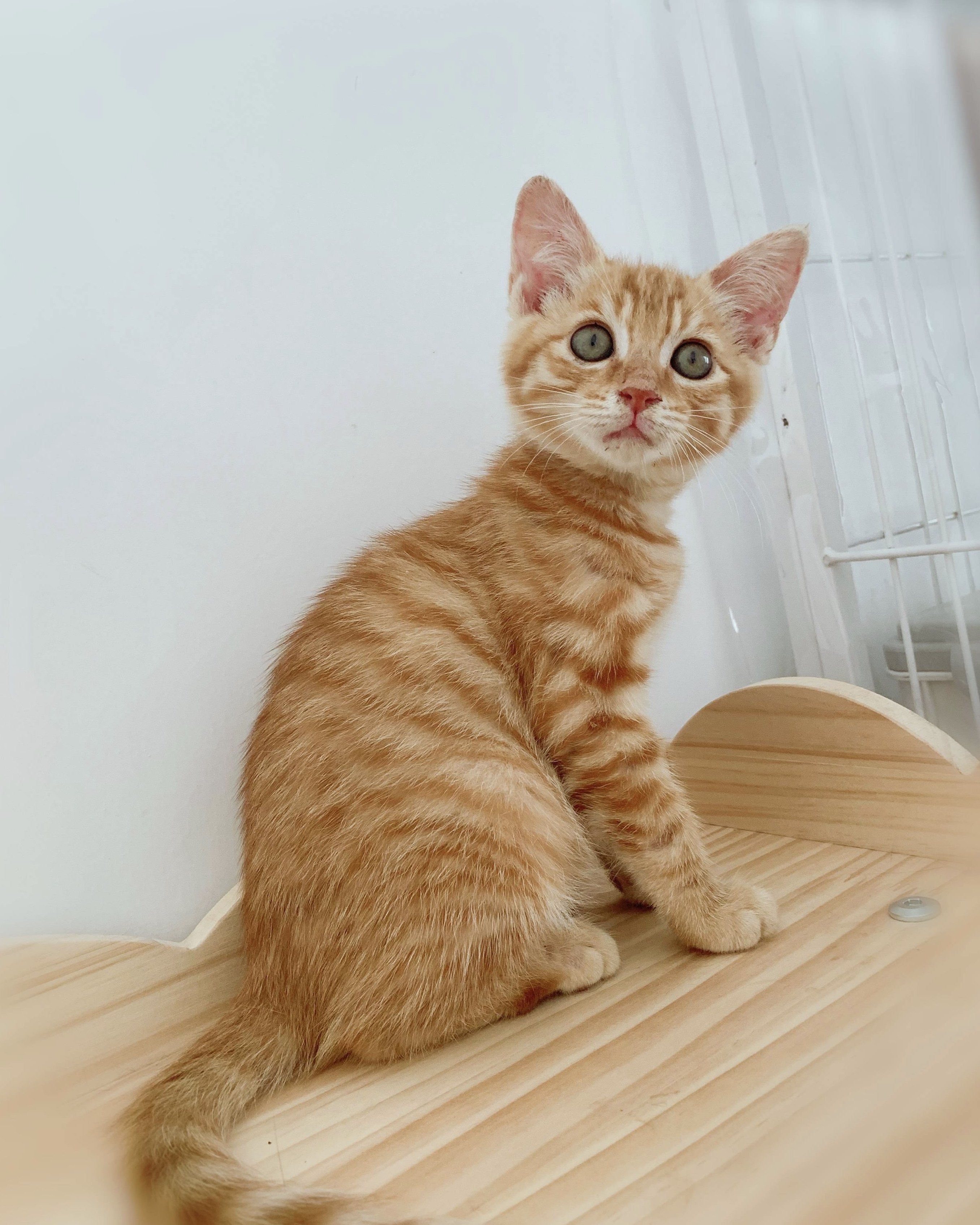 纯种橘猫图片,尖脸橘猫,橘猫图片大全_大山谷图库