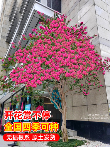 紫薇花树苗庭院老桩花卉盆栽植物室内外种植丛生花苗盆景别墅绿化 - 图2