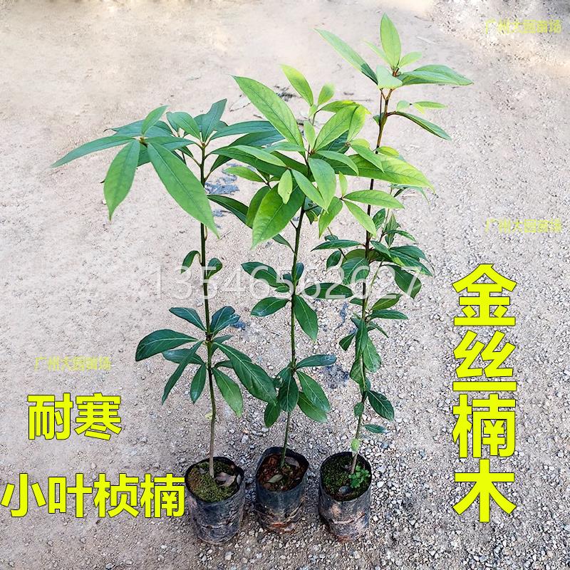 名贵苗木金丝楠木树苗正宗奇楠沉香苗小叶紫檀香海南黄花梨苗常绿-图1