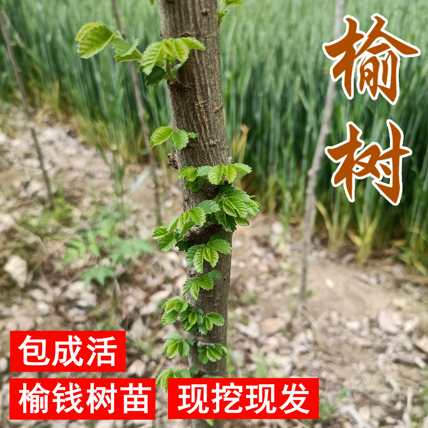 庭院树苗榆钱树可以吃的野生榆树地栽风景树风水树小榔榆老桩盆景