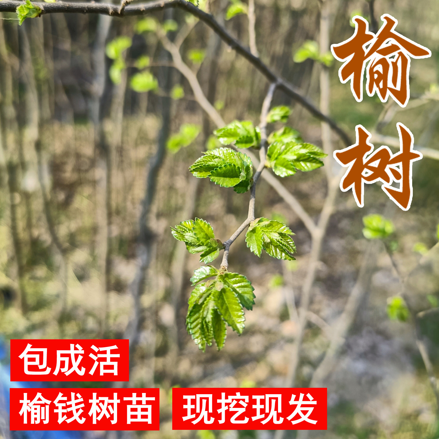 庭院树苗榆钱树可以吃的野生榆树地栽风景树风水树小榔榆老桩盆景