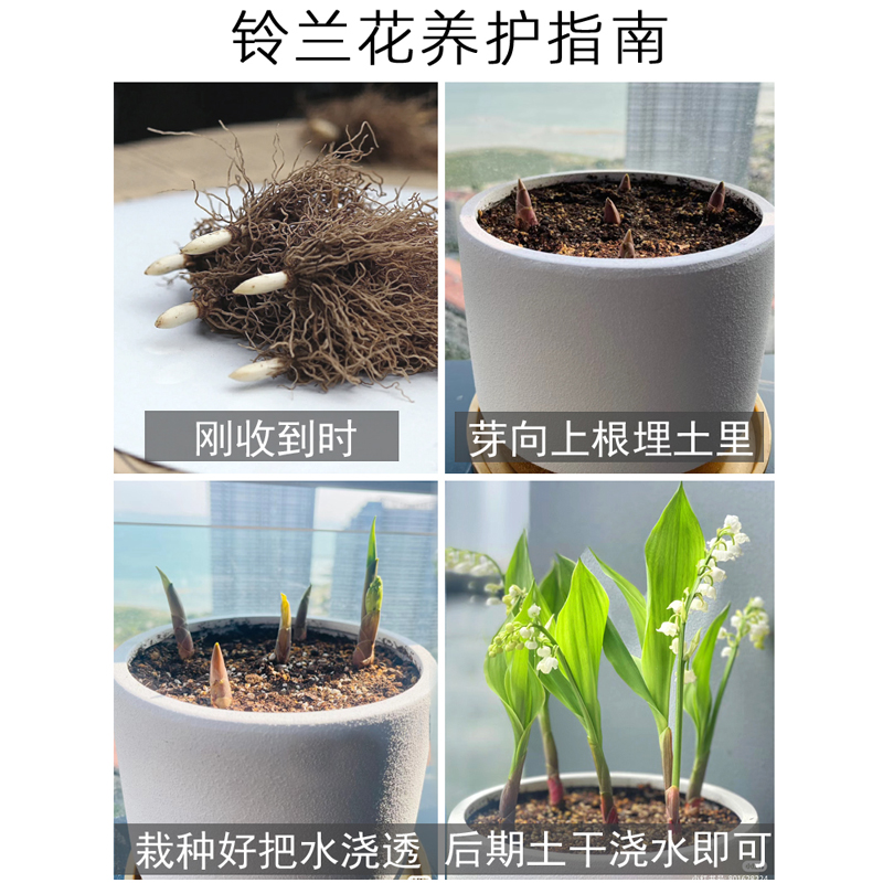 铃兰花苗盆栽带芽带根种球进口耐寒花卉植物室内外四季开花绿植玲 - 图3