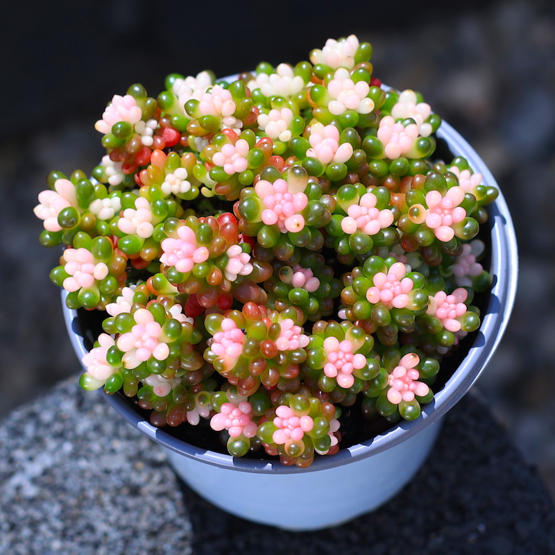 彩色浆果盆栽绿植花卉多肉多肉植物组合室内植物含盆土栽好种好 - 图2