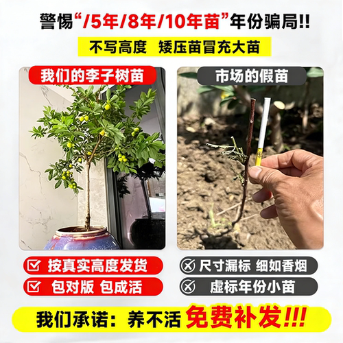 蜂糖李子树苗特大青脆李半边红果树果苗盆栽地栽新品种南北方种植 - 图0