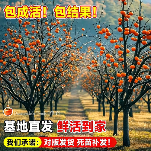 巨蜜火晶柿子苗树流心南北方种植特大庭院地栽当年结果柿子树果苗 - 图3