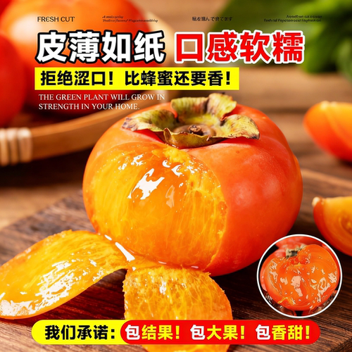 巨蜜火晶柿子苗树流心南北方种植特大庭院地栽当年结果柿子树果苗 - 图1