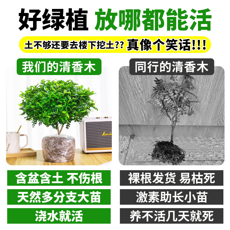 正宗清香木盆栽胡椒木老桩树苗盆景驱蚊植物室内绿植四季好养薄荷 - 图2