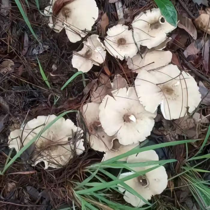 鸡枞菌种包云南野生人工种植包蘑菇菌种包室外庭院阳台菜园可种植-图2