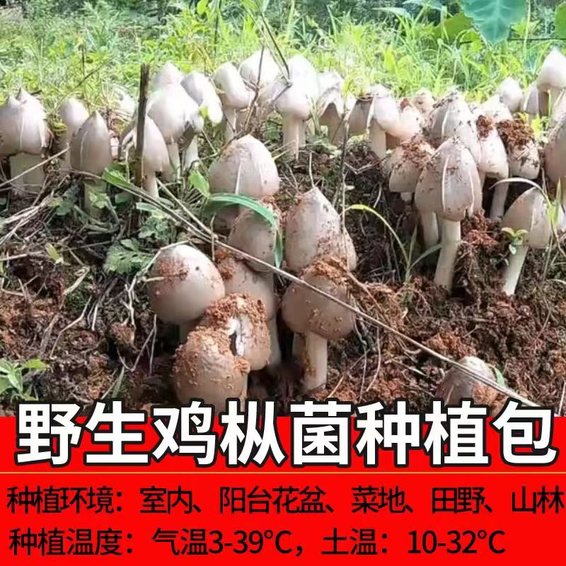 鸡枞菌种包云南野生人工种植包蘑菇菌种包室外庭院阳台菜园可种植-图1