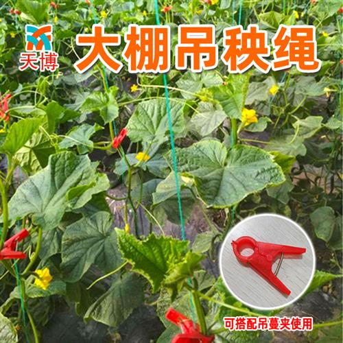 大棚吊秧绳西瓜黄瓜吊蔓绳塑料绳子拉绳西红柿爬藤网种植网农用 - 图1