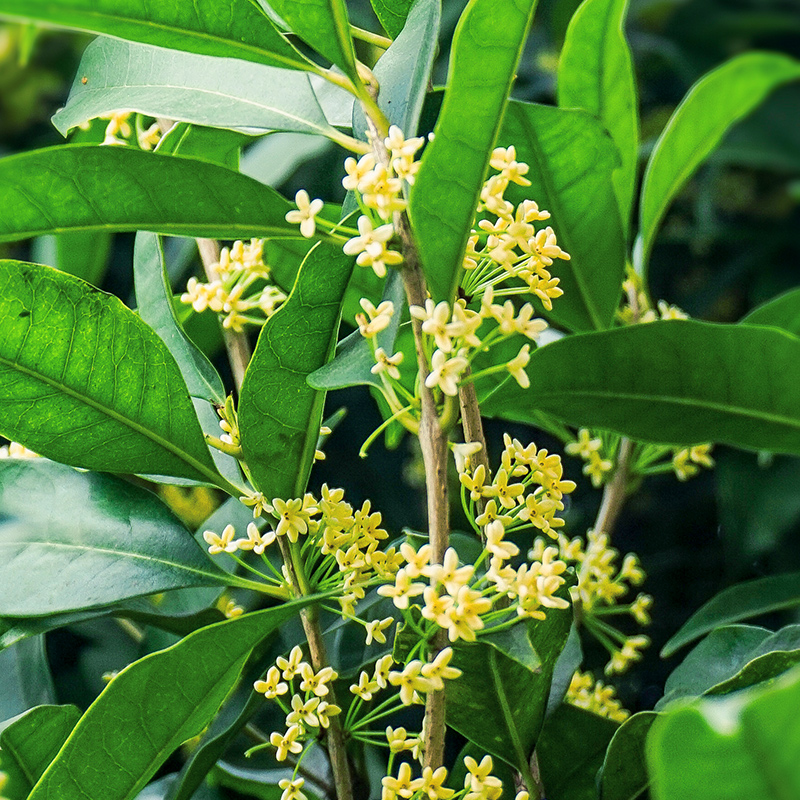 四季桂花盆栽花卉植物室内花四季青树苗阳台庭院桌面芳香开花观花 - 图0