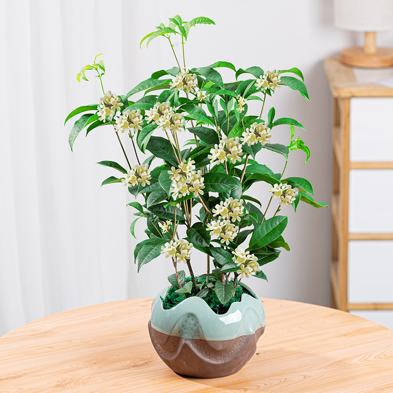 四季桂花盆栽花卉植物室内花四季青树苗阳台庭院桌面芳香开花观花 - 图2