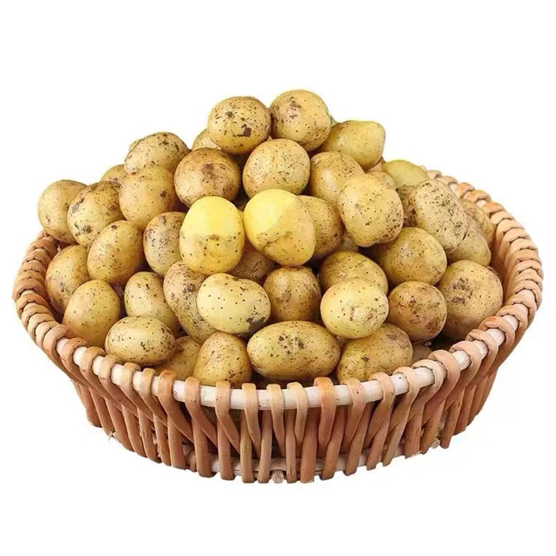恩施小土豆现挖湖北新鲜黄心土豆5斤当季蔬菜整箱迷你马铃薯洋芋9