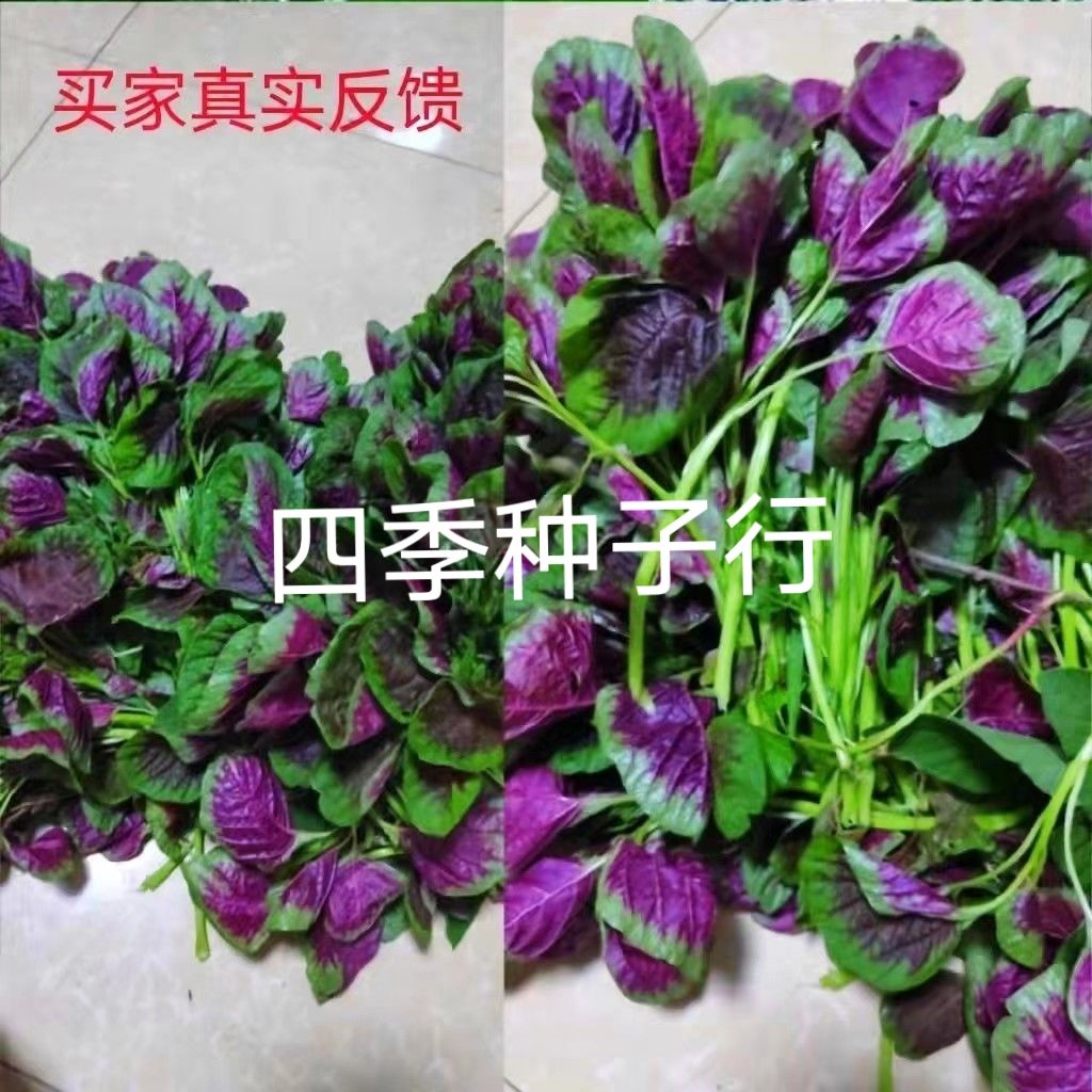 红苋菜种子圆叶速生蔬菜种子阳台盆栽菜地均可种超耐热肉厚味嫩滑 - 图0