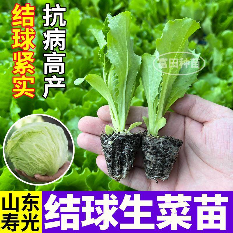 寿光包心紧实结球生菜苗秧蔬菜盆栽地栽奶油大速红皱生菜种子种苗,淘宝优惠券,粉丝福利购,淘宝优惠卷