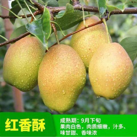 特大梨树苗红香酥梨苗嫁接苗新品种超甜梨子苗盆栽地栽南北方种植 - 图0