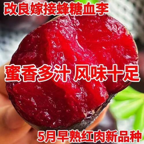 新品种特大蜂糖血李子树苗嫁接苗爆甜大果南北方种植盆栽地栽树苗 - 图0