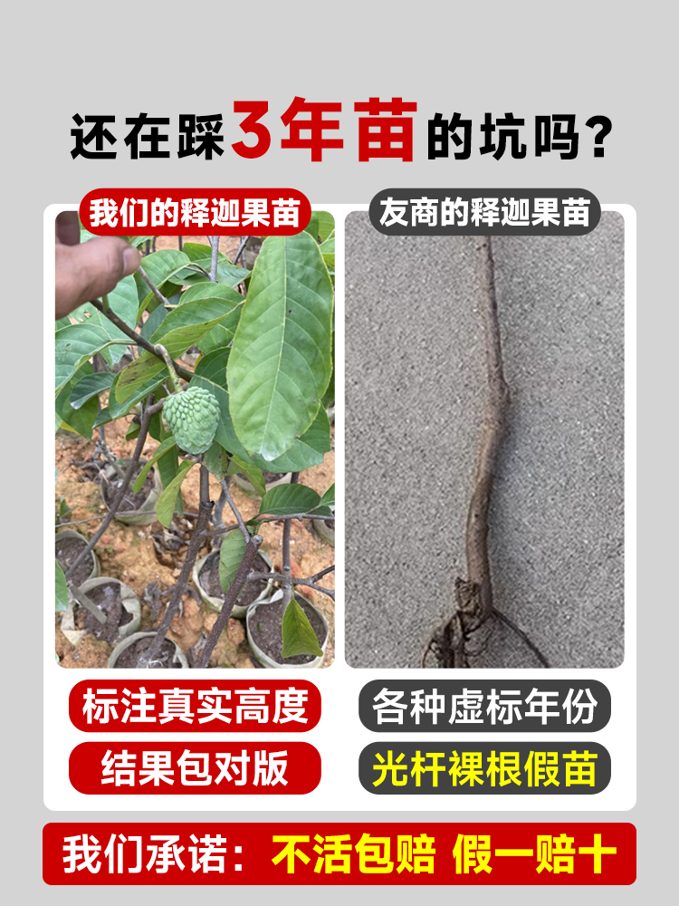 释迦果苗树带果台湾凤梨嫁接果树果苗榴莲庭院南方种植盆栽地栽苗 - 图0