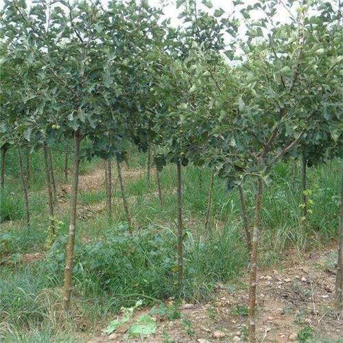 特大山楂树苗嫁接山里红山楂苗南北方种植盆栽地栽种植当年结果 - 图3