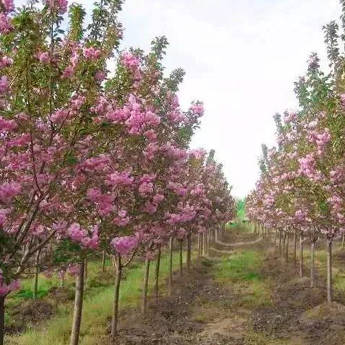 樱花苗樱花树苗日本樱花嫁接早樱晚樱樱花小苗绿化苗当年苗工程苗 - 图2