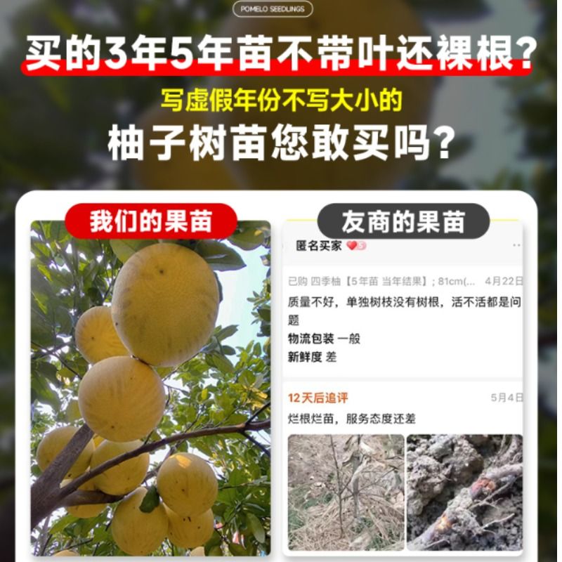 柚子树苗广西梅州大沙田柚庭院果树果苗地栽盆栽耐寒嫁接种植红心 - 图0