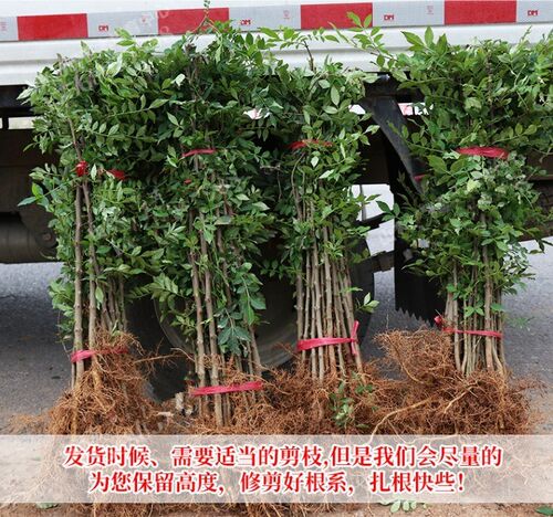 四川汉源大红袍花椒苗红花椒苗花椒树红花椒树苗麻椒苗狮子头花椒 - 图1