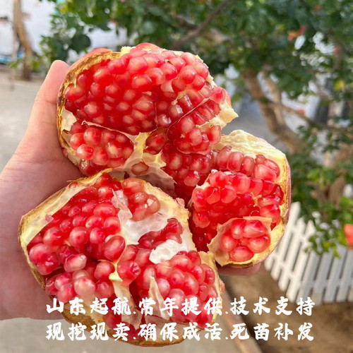 山东耐寒泰山红石榴树苗盆栽庭院地栽抗冻硬籽甜石榴苗南北方种植 - 图3