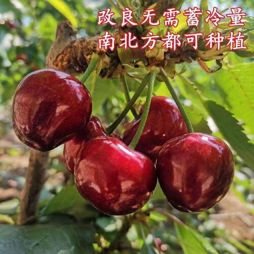 特大巨无霸樱桃树苗超甜无核巨无霸樱桃树苗盆栽地栽南北方种植 - 图2