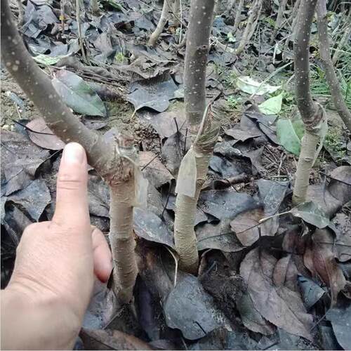正宗四川雪梨树果苗翠冠梨子树苗黄金梨树苗南方种植苗水果树大全 - 图2