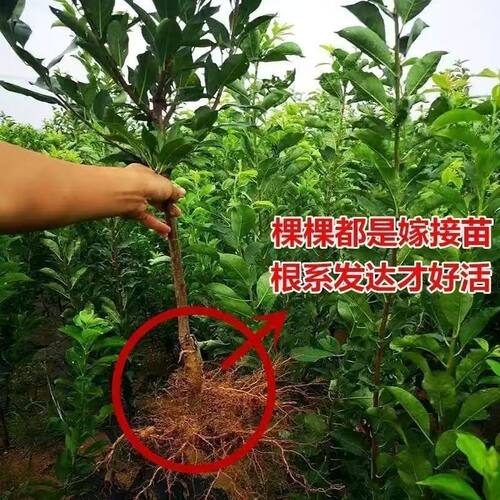 新品种特大蜂糖血李子树苗嫁接苗爆甜大果南北方种植盆栽地栽树苗 - 图1