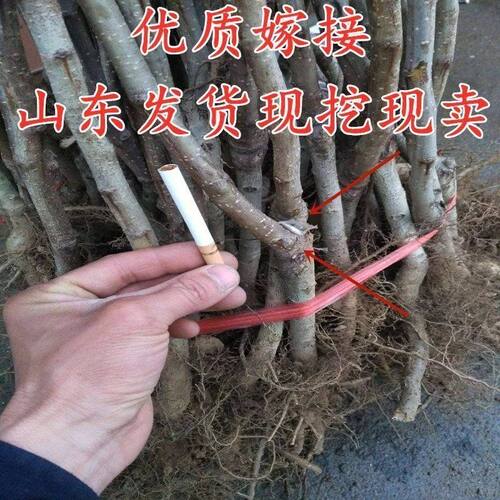 特大山楂树苗嫁接山里红山楂苗南北方种植盆栽地栽种植当年结果 - 图2