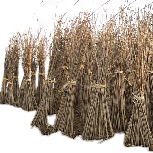 樱花苗樱花树苗日本樱花嫁接早樱晚樱樱花小苗绿化苗当年苗工程苗 - 图3