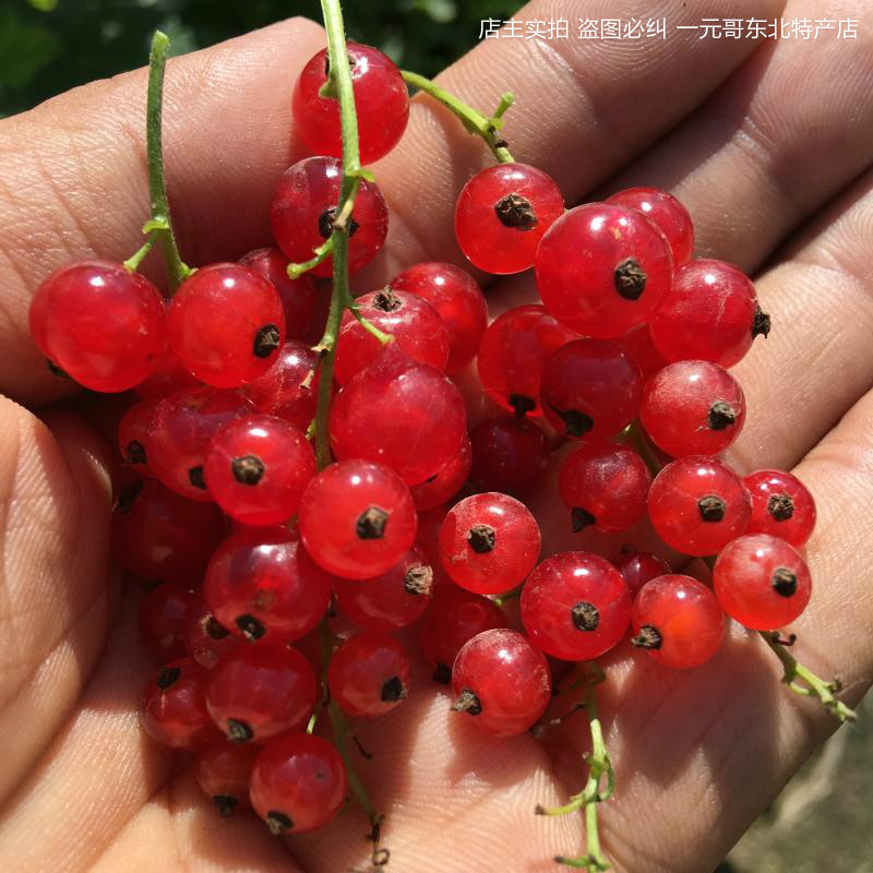 红加仑果树苗红豆苗红醋栗苗红灯笼果苗南北方种植当年结果红色果 - 图2