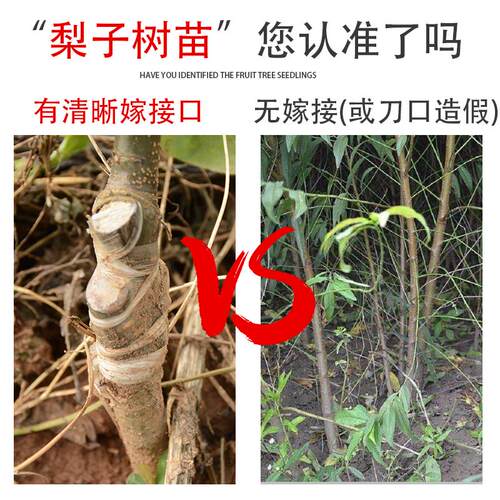 正宗四川雪梨树果苗翠冠梨子树苗黄金梨树苗南方种植苗水果树大全 - 图1