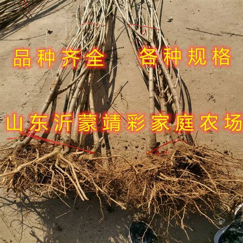 特大巨无霸樱桃树苗超甜无核巨无霸樱桃树苗盆栽地栽南北方种植 - 图0