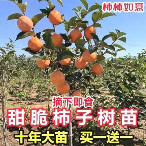 特大超甜柿子树苗无籽无核新品种脆甜柿子耐寒盆栽地栽南北方种植 - 图1
