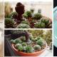 ຫ້ອງຮັບແຂກຂະຫນາດນ້ອຍລົດ Tathagata mounted bonsai succulent furnishing ຊາສັດລ້ຽງ