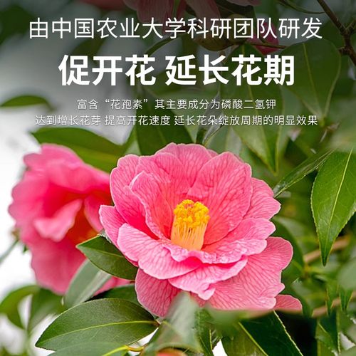 茶花专用肥料缓释肥蔬菜农用种菜绿植室内盆栽四季好养山茶花肥料 - 图3